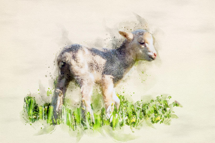 Lamb in the meadow Watercolor Digital Art by Luis G Amor - Lugamor