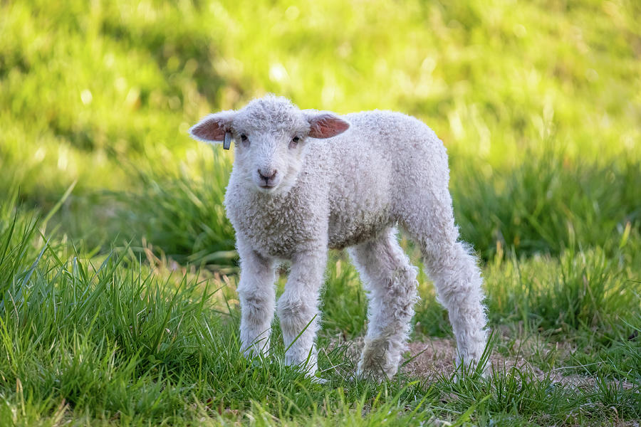 Lamb in Virginia Photograph by Rachel Morrison