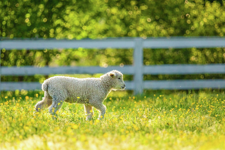 Lamb in Virginia Spring Photograph by Rachel Morrison