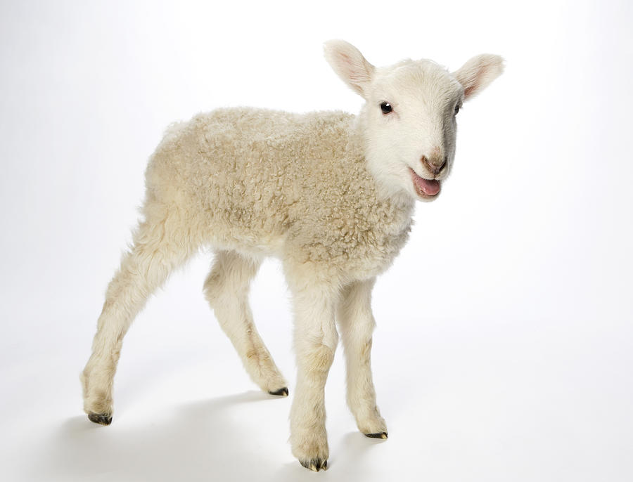Lamb looking at the camera on a white background Photograph by JMichl