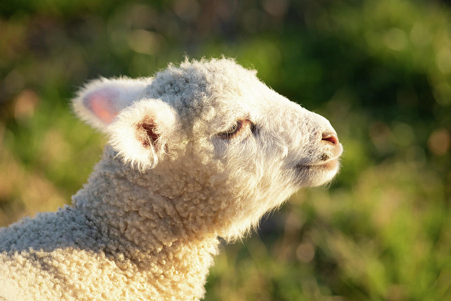 Lamb Lovely Photograph