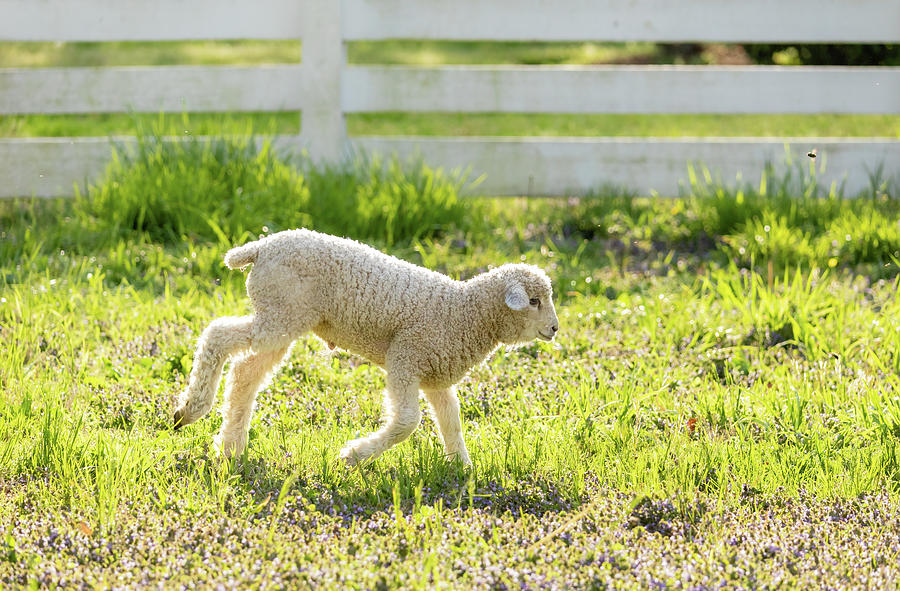 Lamb on a Sunny Morning Photograph by Rachel Morrison
