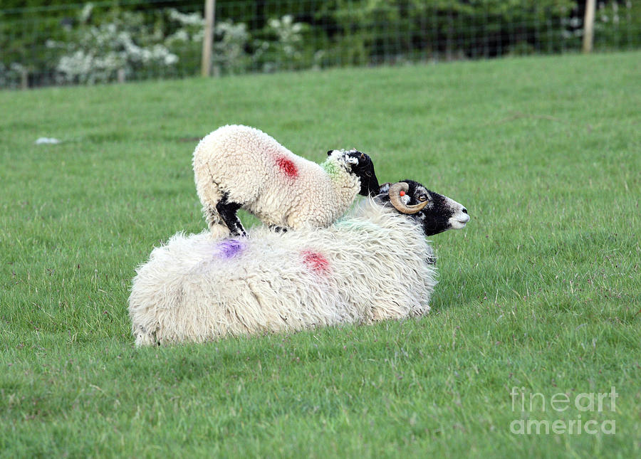 Lamb on back of ewe Photograph by Bryan Attewell