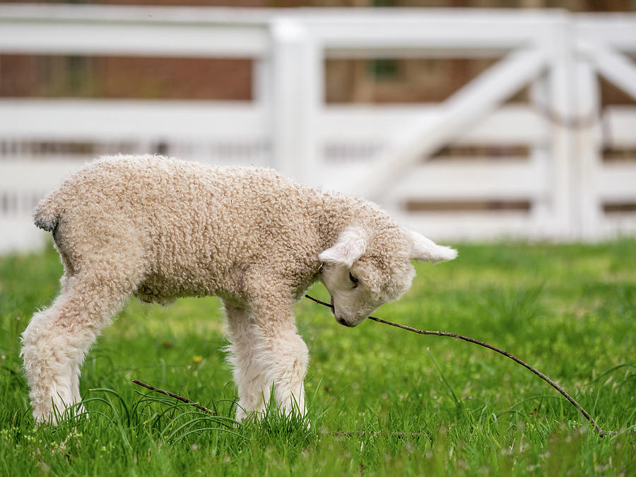 Lamb Plays with a Stick Photograph by Rachel Morrison