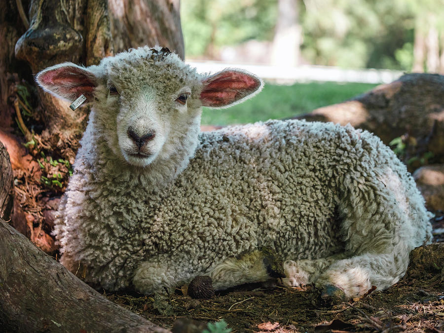 Lamb Rests in the Shade of a Tree Photograph by Rachel Morrison