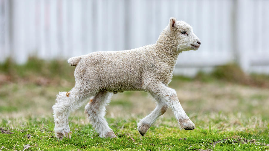 Lamb Running Photograph by Lara Morrison
