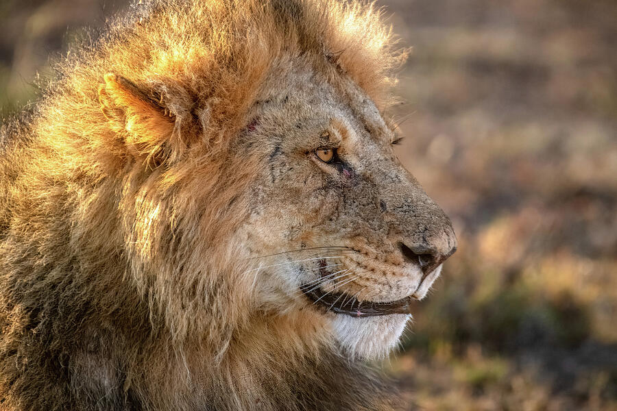 Wildlife Photograph - Lambalang Portrait- African Lion by Eric Albright