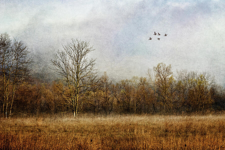 Lambent Landscape Photograph by Dale Kincaid
