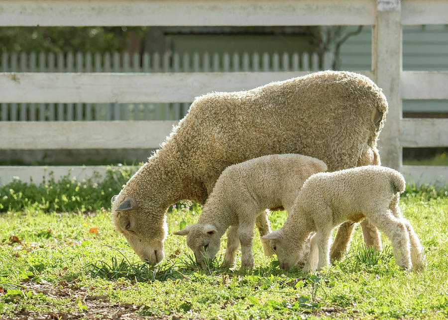 Lambs and Ewe Graze Photograph by Rachel Morrison