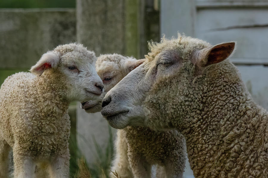 Lambs and Mother Photograph by Rachel Morrison