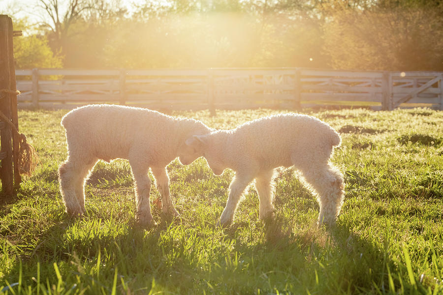 Lambs Butting Heads at Sunset Photograph by Rachel Morrison