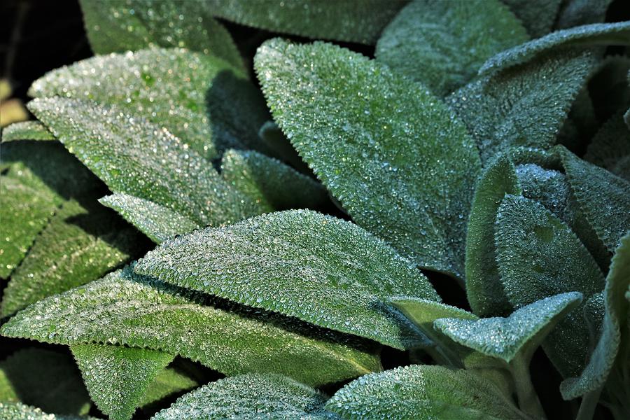 Lambs Ear and Dew Photograph by Sheila Brown