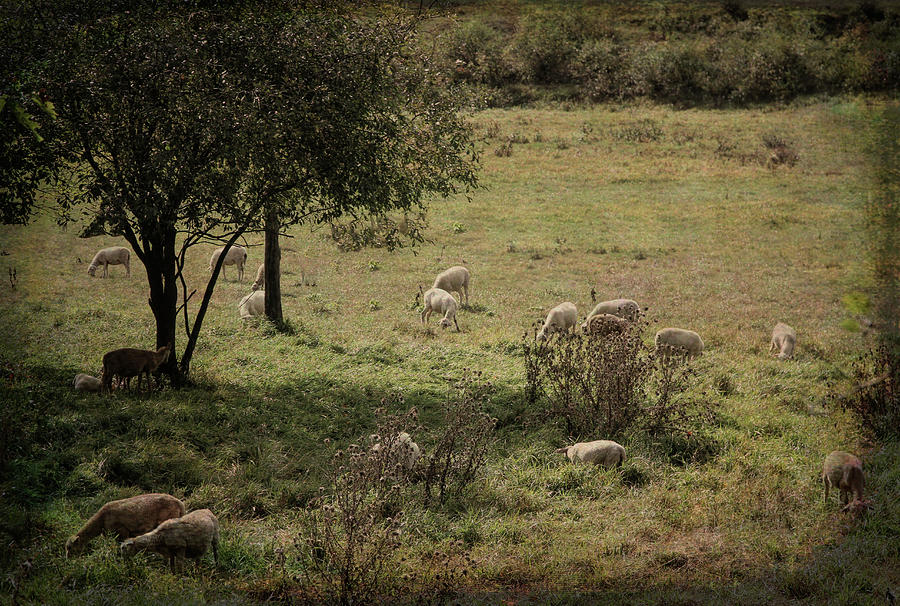 Lambs Feeding Photograph by Betty Pauwels