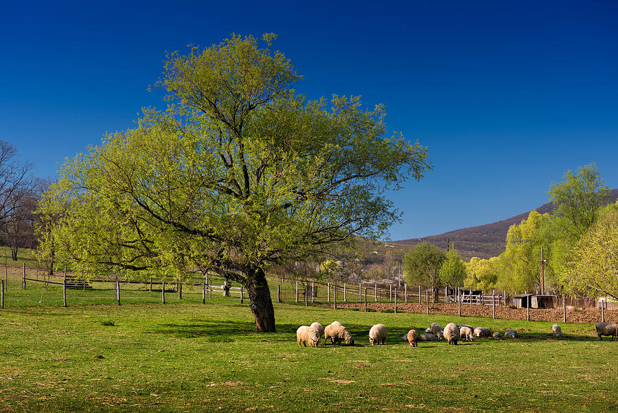 Lambs graze in the shade of a huge tree Photograph by Gergely Zsolnai