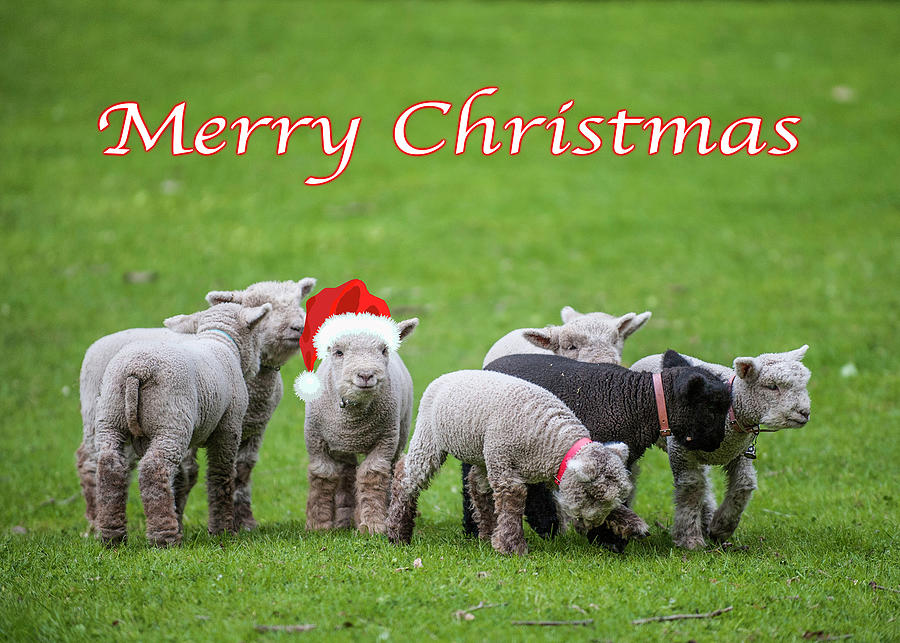 Lambs - Greeting Card Photograph by David Simchock