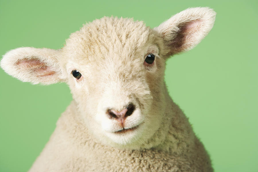 Lambs Head Photograph by moodboard - Mike Watson