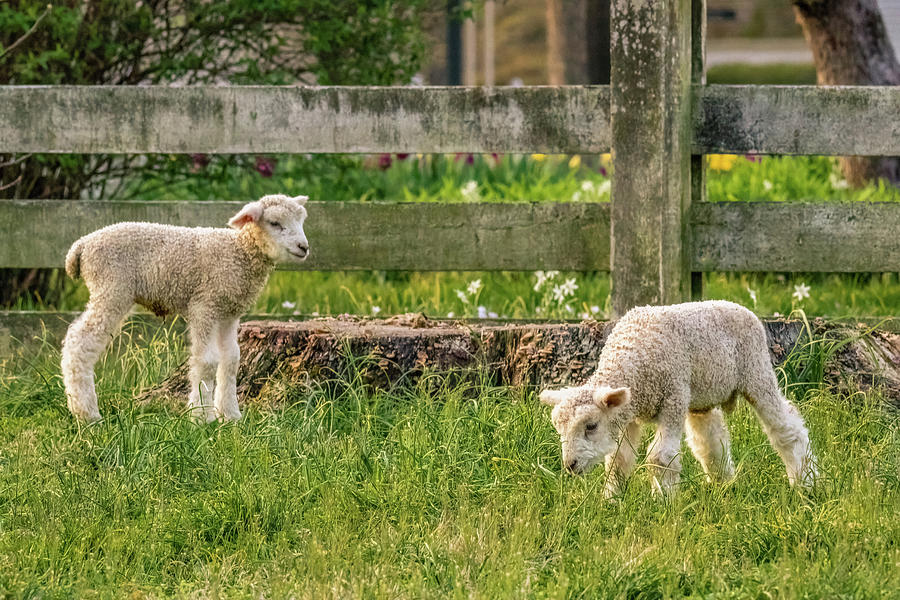 Lambs in a Pasture Photograph by Rachel Morrison