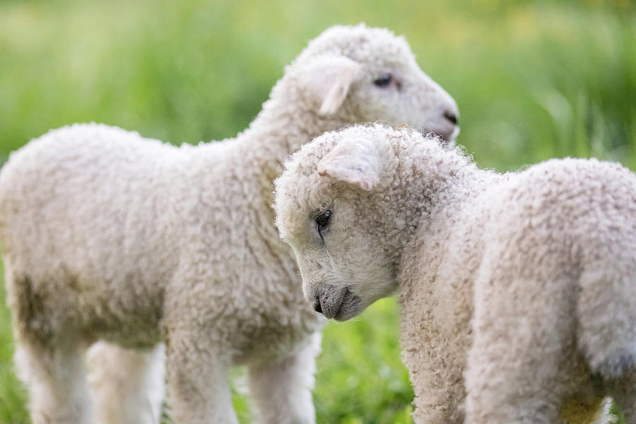 Lambs in Williamsburg Photograph by Rachel Morrison