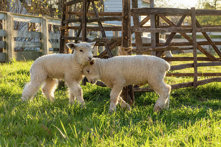 Lambs Play Fight Photograph by Rachel Morrison