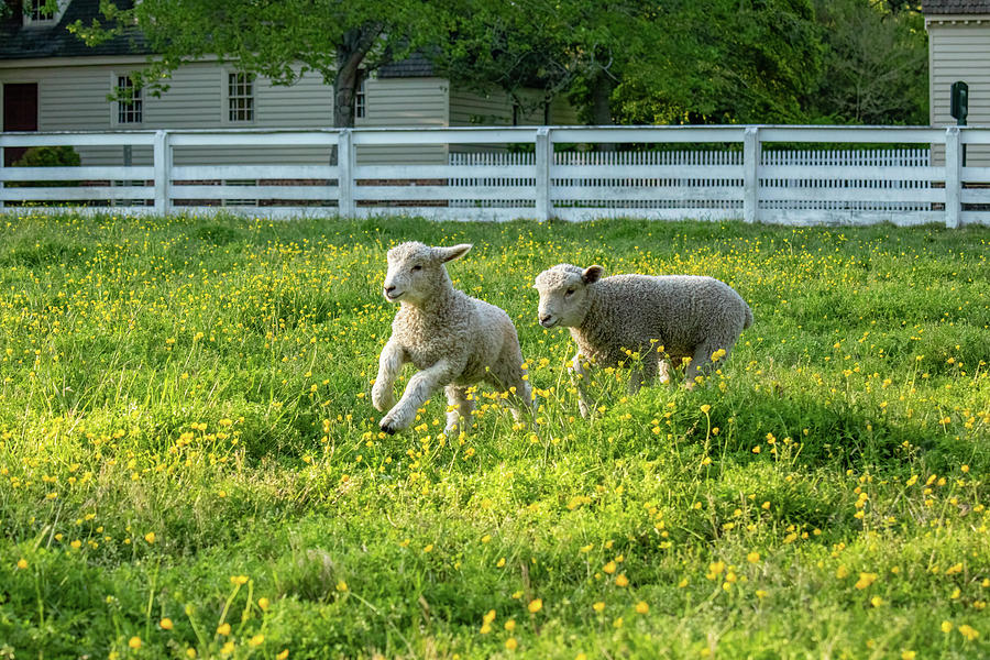 Lambs Play in Spring Buttercups  Photograph by Rachel Morrison