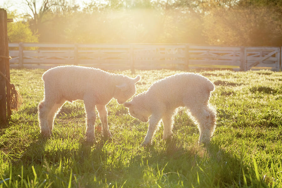 Lambs Playing Together Photograph by Rachel Morrison