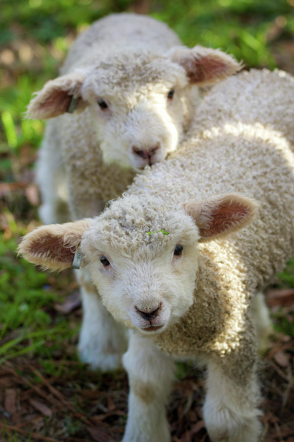 Lambs Photograph by Rachel Morrison