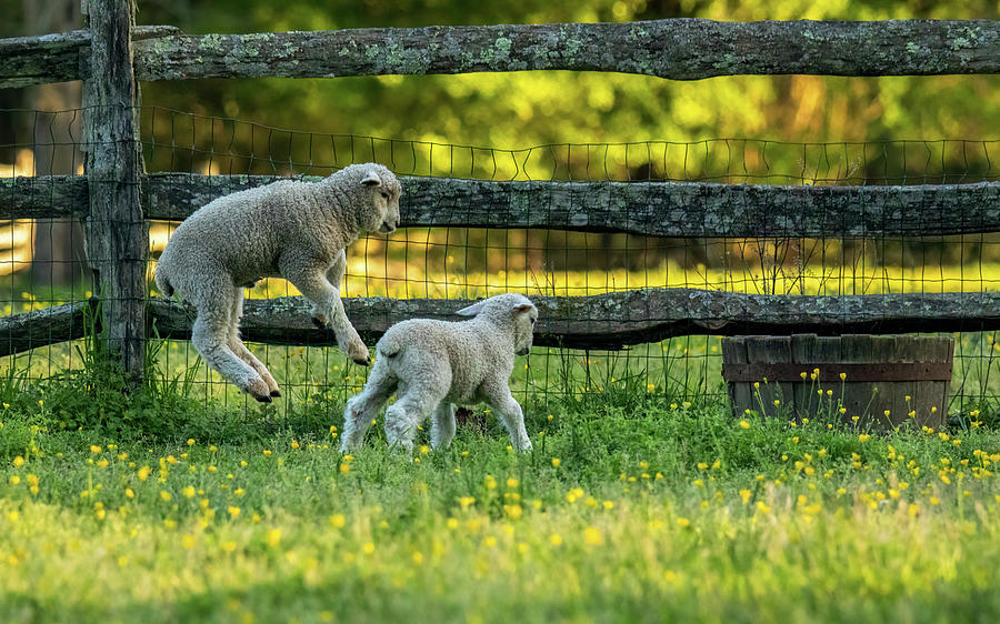 Lambs Springing And Running Photograph
