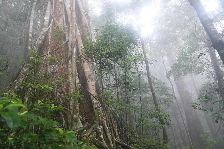 Lamington Rainforest Photograph by Maryse Jansen