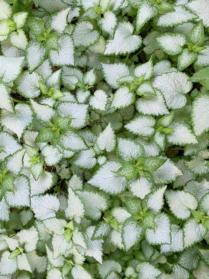 Lamium Leaves Abstract Photograph by Patti Deters