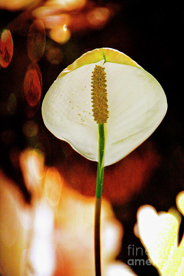 Lamp Or Flower? Photograph by Al Bourassa