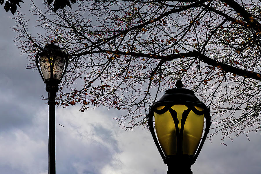 Lamp Posts And Trees Photograph
