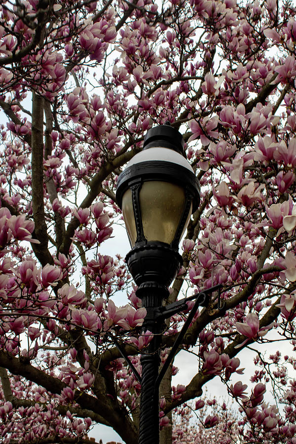 Lamppost Among The Magnolias Photograph