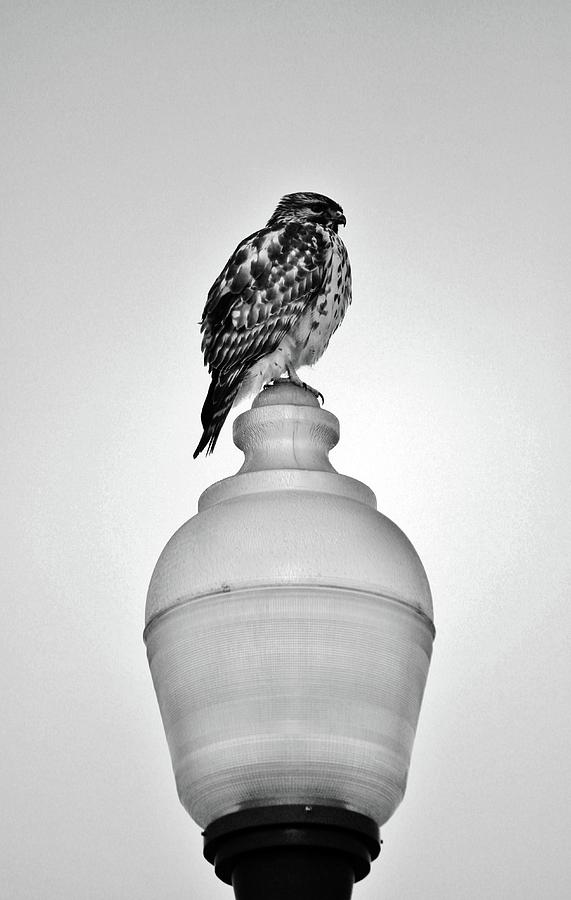 Lamppost Hawk Photograph by Cynthia Guinn