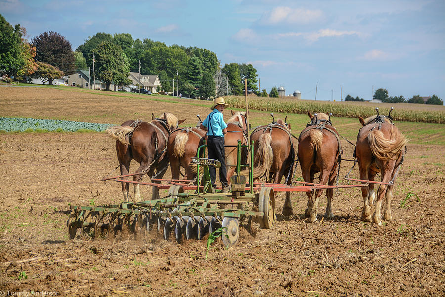 Lancaster Amish Farming Photograph by Tommy Anderson