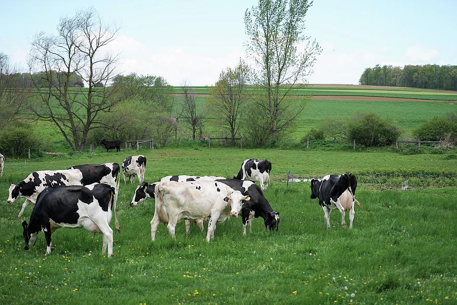 Lancaster Cows Photograph by Vito Natale - Fine Art America