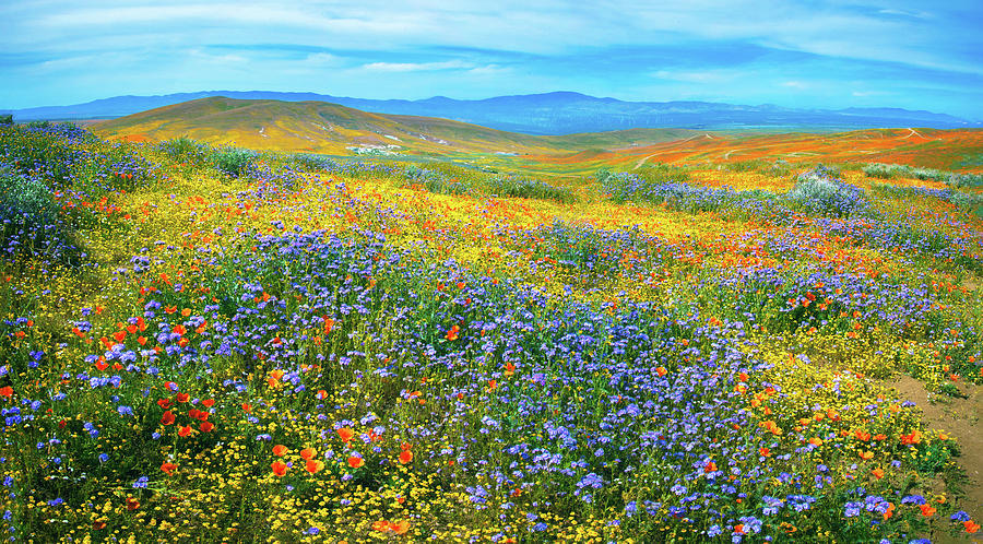 Lancaster Superbloom 2019 Panorama Photograph by Lynn Bauer