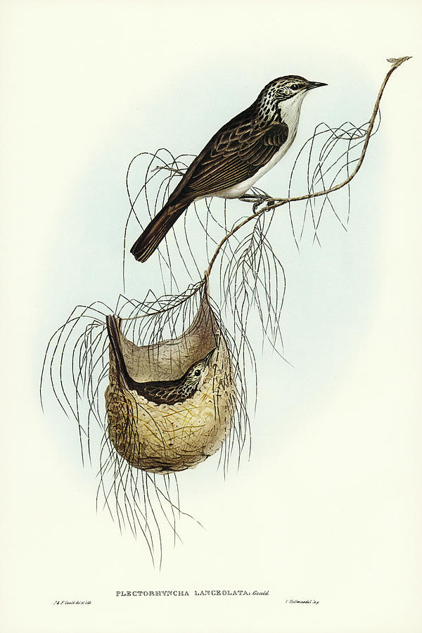 Lanceolate Honey-eater, Plectorhyncha lanceolata Drawing by John Gould ...