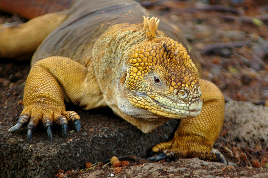 land iguana, Conolophus subcristatus Photograph by NNehring