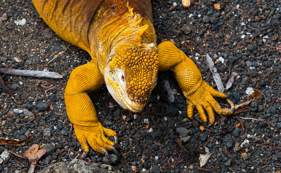 Land iguana Photograph by Mantaphoto