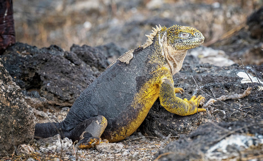 Land Iguana South Plaza Island Galapagos Photograph by Joan Carroll