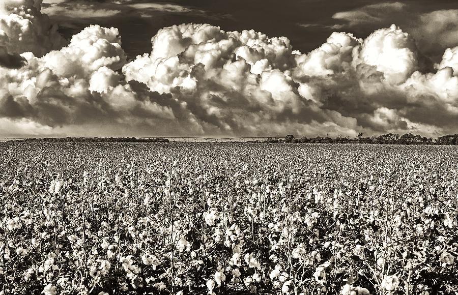 Summer Photograph - Land of Cotton - Mississippi by Mountain Dreams