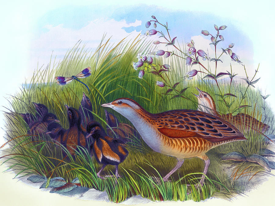 Land Rail, Corn Crake, Crex Pratensis Bird Print By Hc Richter, Birds Of Great Britain Painting