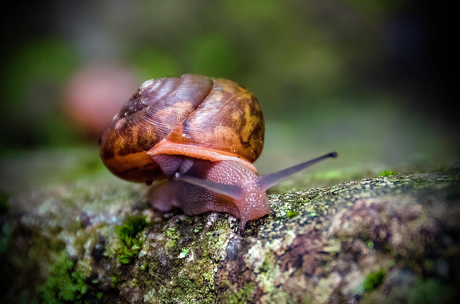 Land Snail II_02 Photograph by Greg Reed
