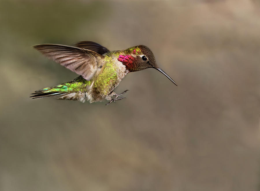 Landing Annas Hummingbird Photograph by Art Cole