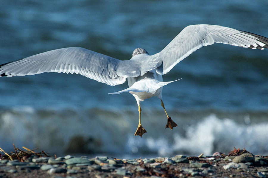 Bird Photograph - Landing At The Beach by Karol Livote