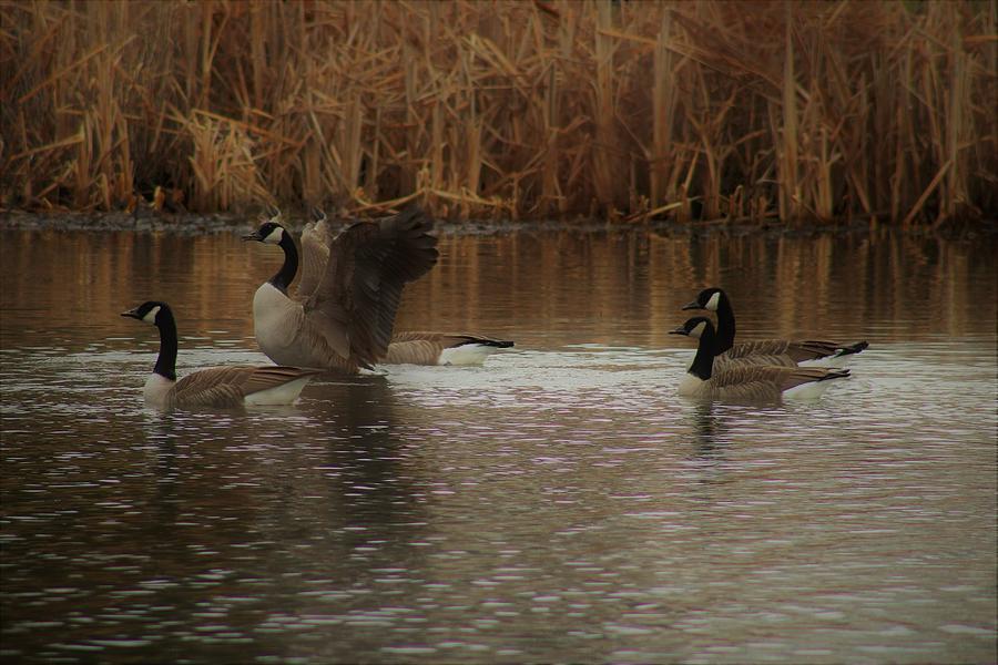 Landing Canada Goose Photograph by Dwayne Lenker - Fine Art America