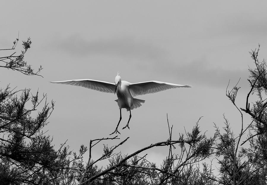Landing egret Photograph by Pietro Ebner