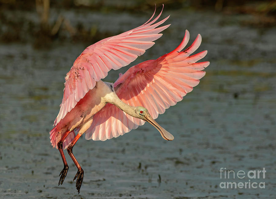 Landing Gear Photograph by DJA Images