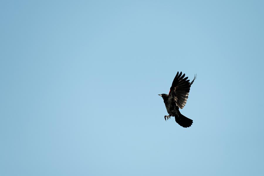 Landing gear down Photograph by Colin Hocking - Fine Art America