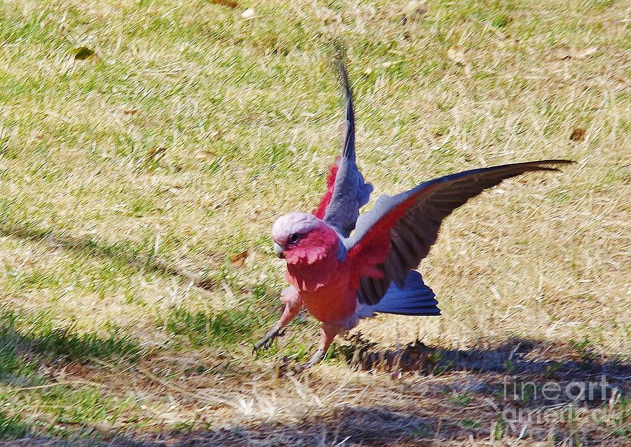 Cockatoo Photograph - Landing Gear Down - Galah by Lesley Evered